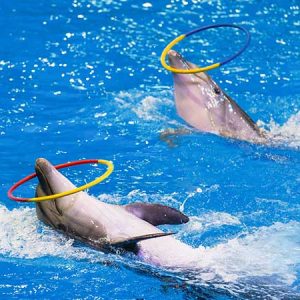 Dubai Dolphinarium from Abu Dhabi