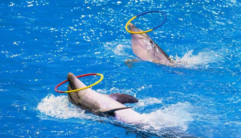 Dubai Dolphinarium from Abu Dhabi
